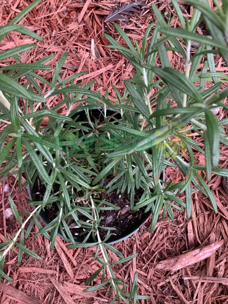 Fresh Rosemary (Romero) - Botanica Nena