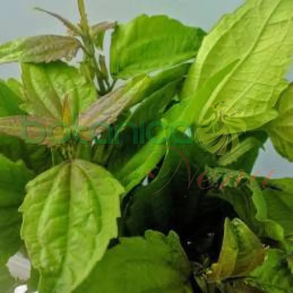 Fresh Rompe Saraguey - Botanica Nena