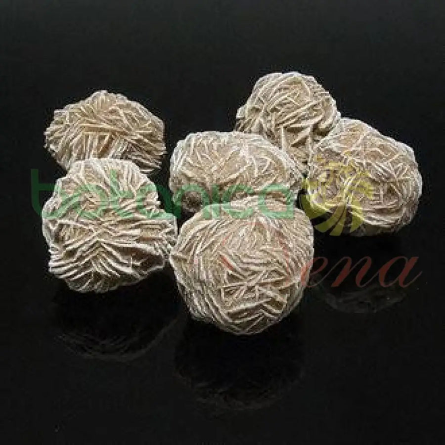 Rosa del Desierto (1 pieza) - Botanica Nena