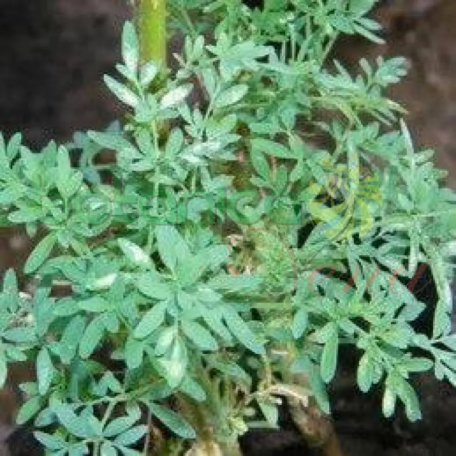Fresh Rue (Ruda) - Botanica Nena