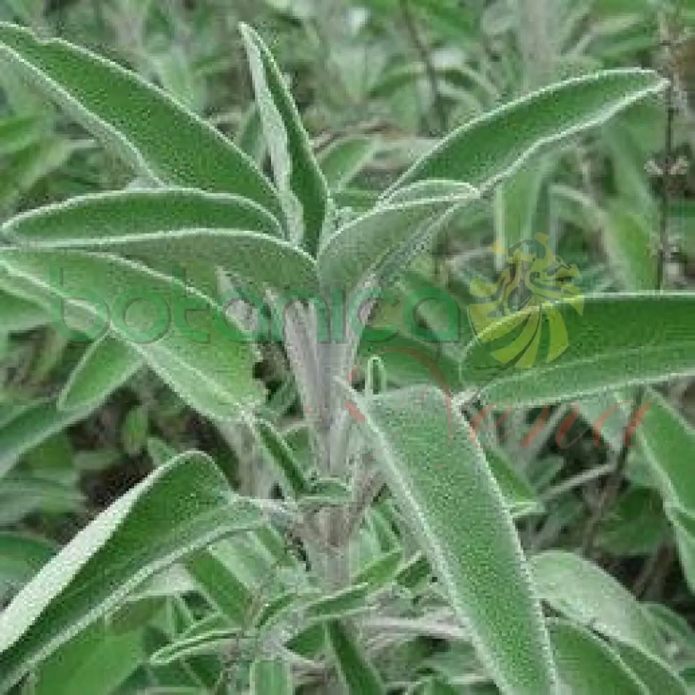Fresh Sage (Salvia) - Botanica Nena