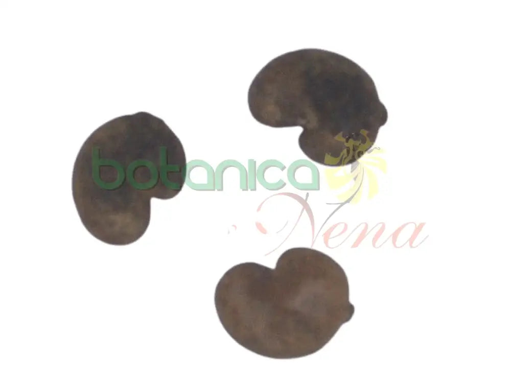 Semilla de Marañon  (1 Piece) - Botanica Nena