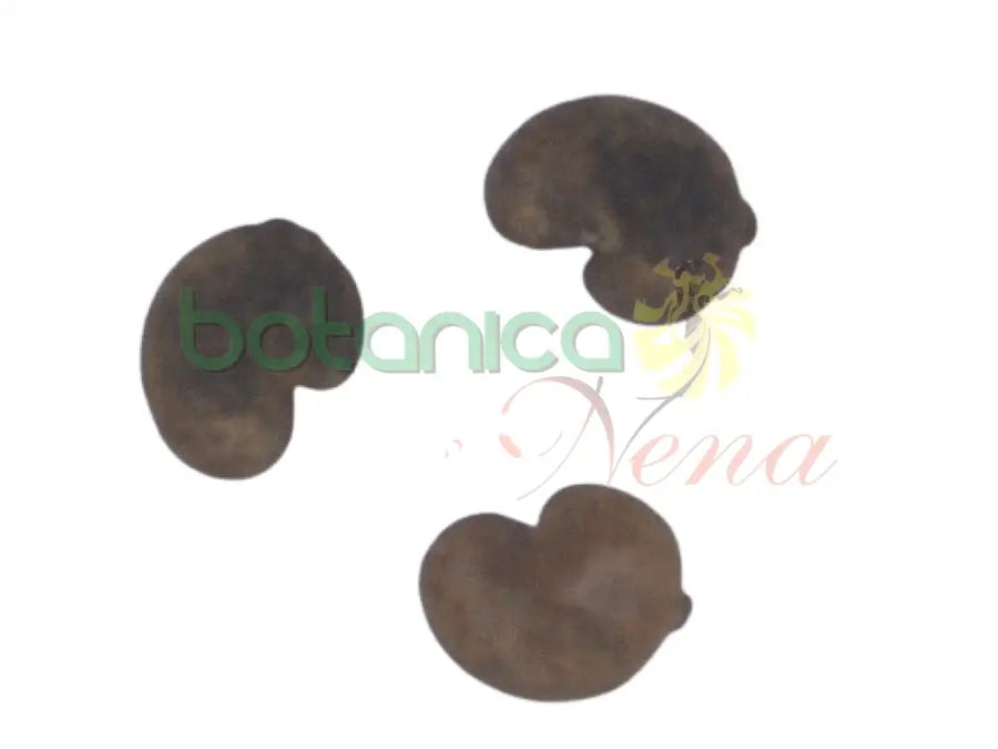 Semilla de Marañon  (1 Piece) - Botanica Nena