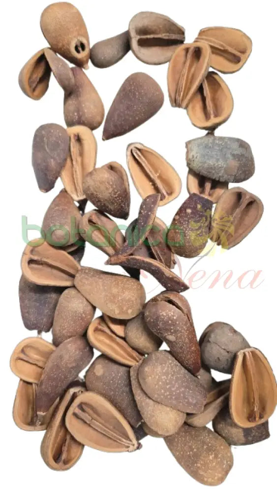 Semilla Opele 1 Piece