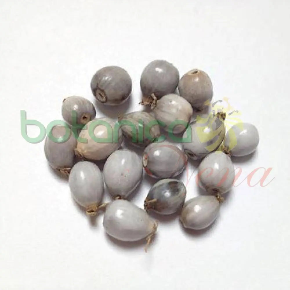 Semilla Santa Juana (1 oz. pack) - Botanica Nena