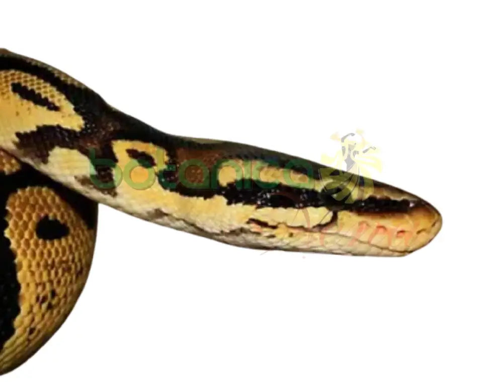 Serpiente / Maja pequena Congelado