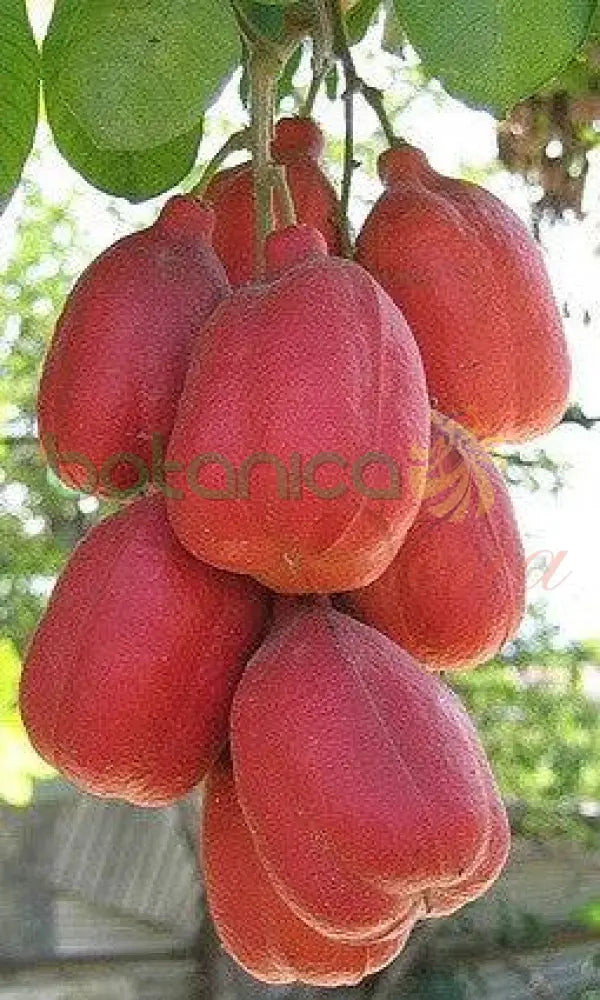 Seso Vegetal Congelado - Botanica Nena