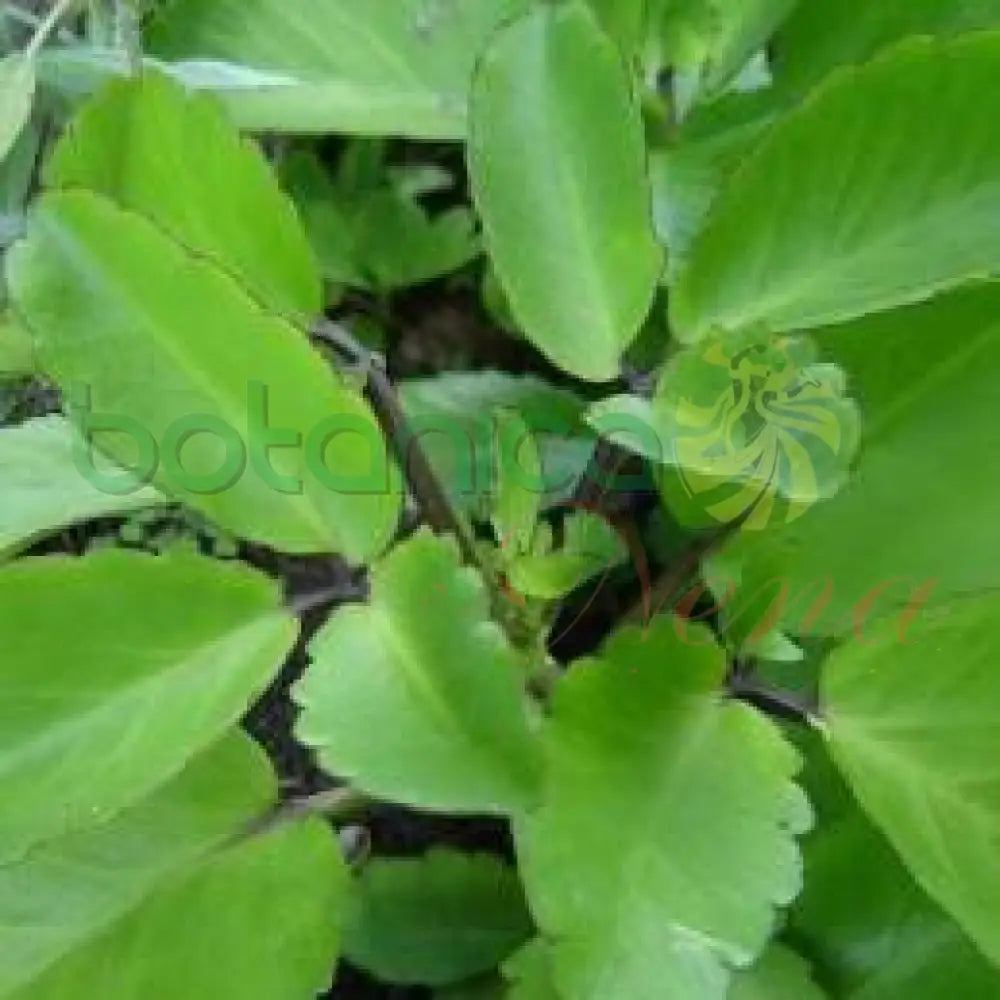 Fresh Siempre Viva (Prodigiosa) - Botanica Nena