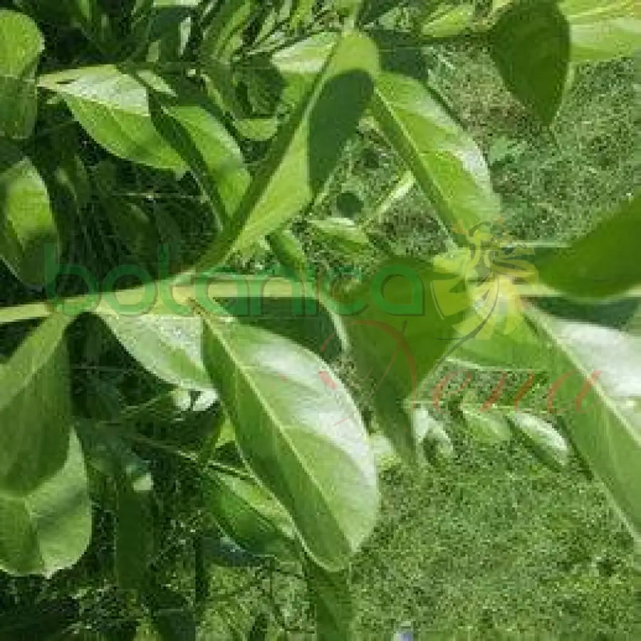 Fresh Siguaraya - Botanica Nena