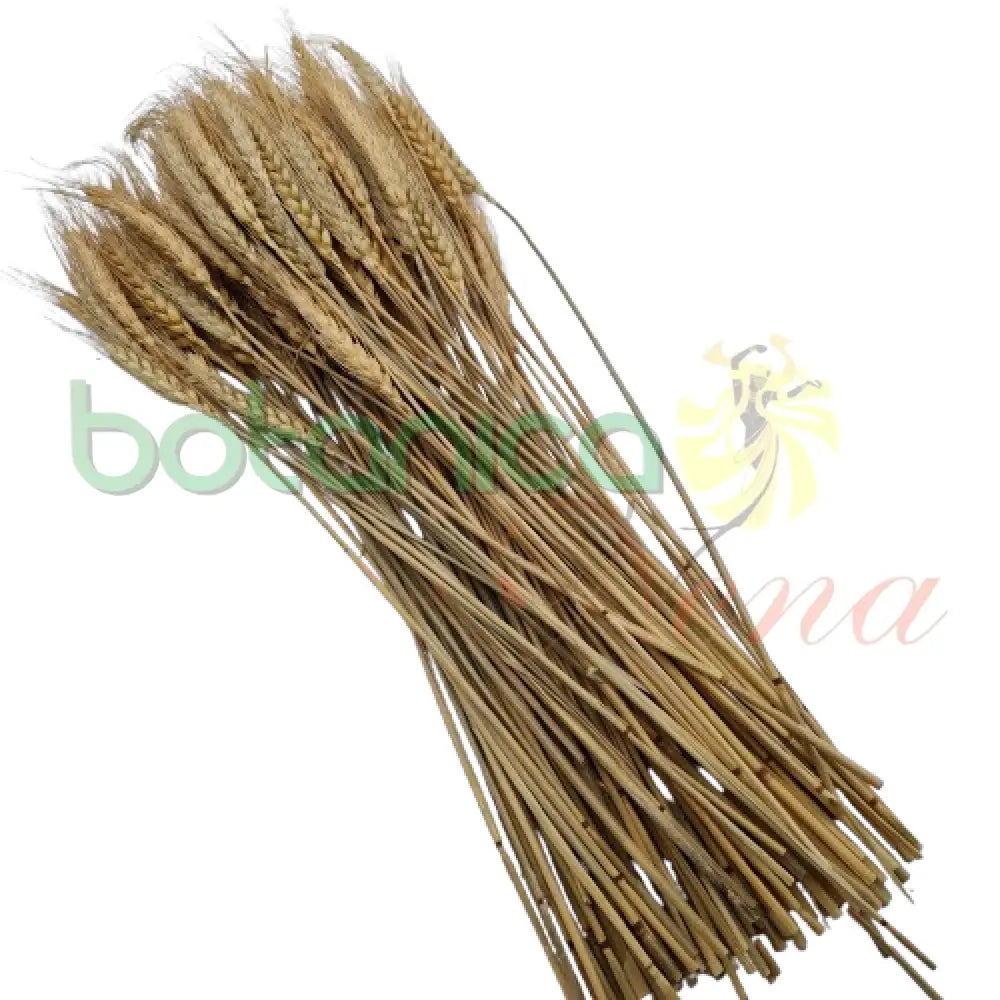 Tallo Trigo Seco de 16" (Docena) - Botanica Nena