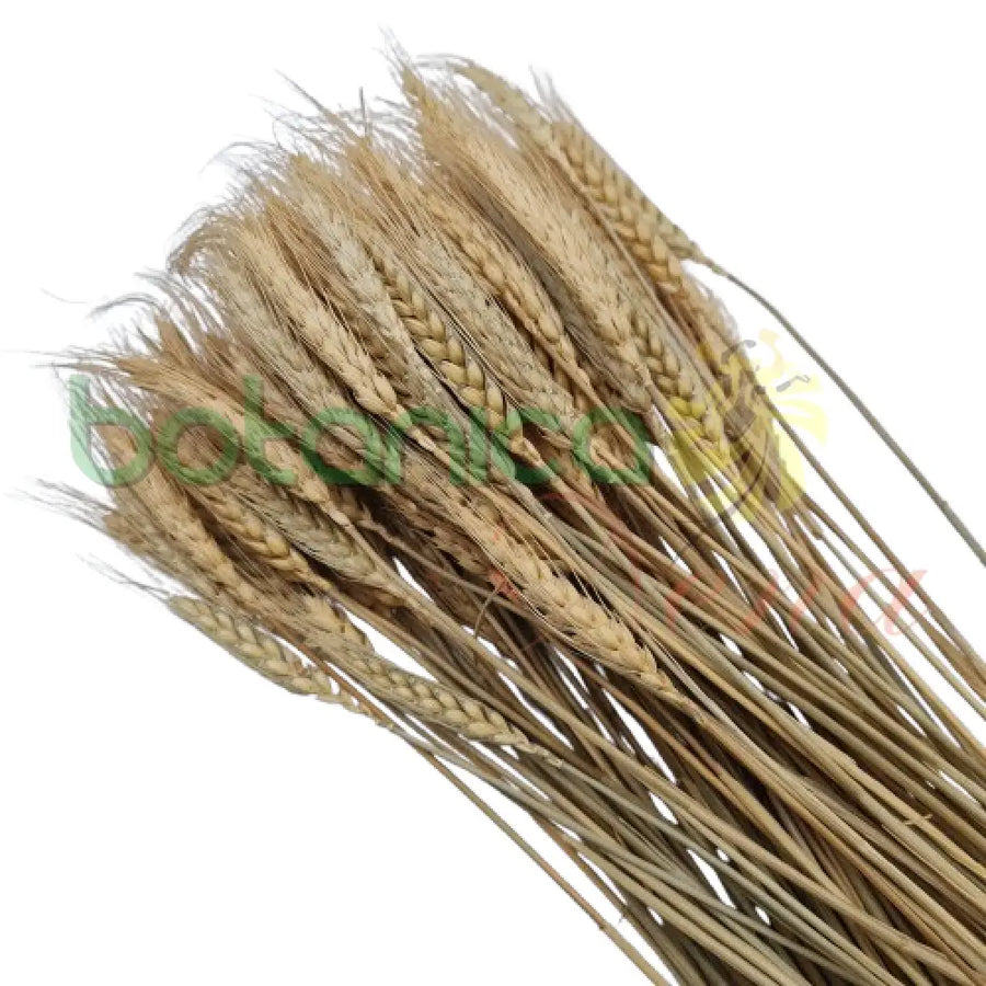 Tallo Trigo Seco de 16" (Docena) - Botanica Nena