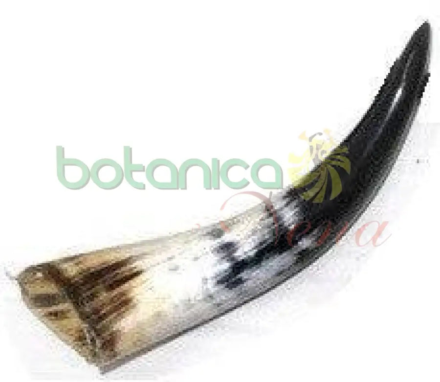 Tarro Pulido - Cuerno de Buey - Botanica Nena