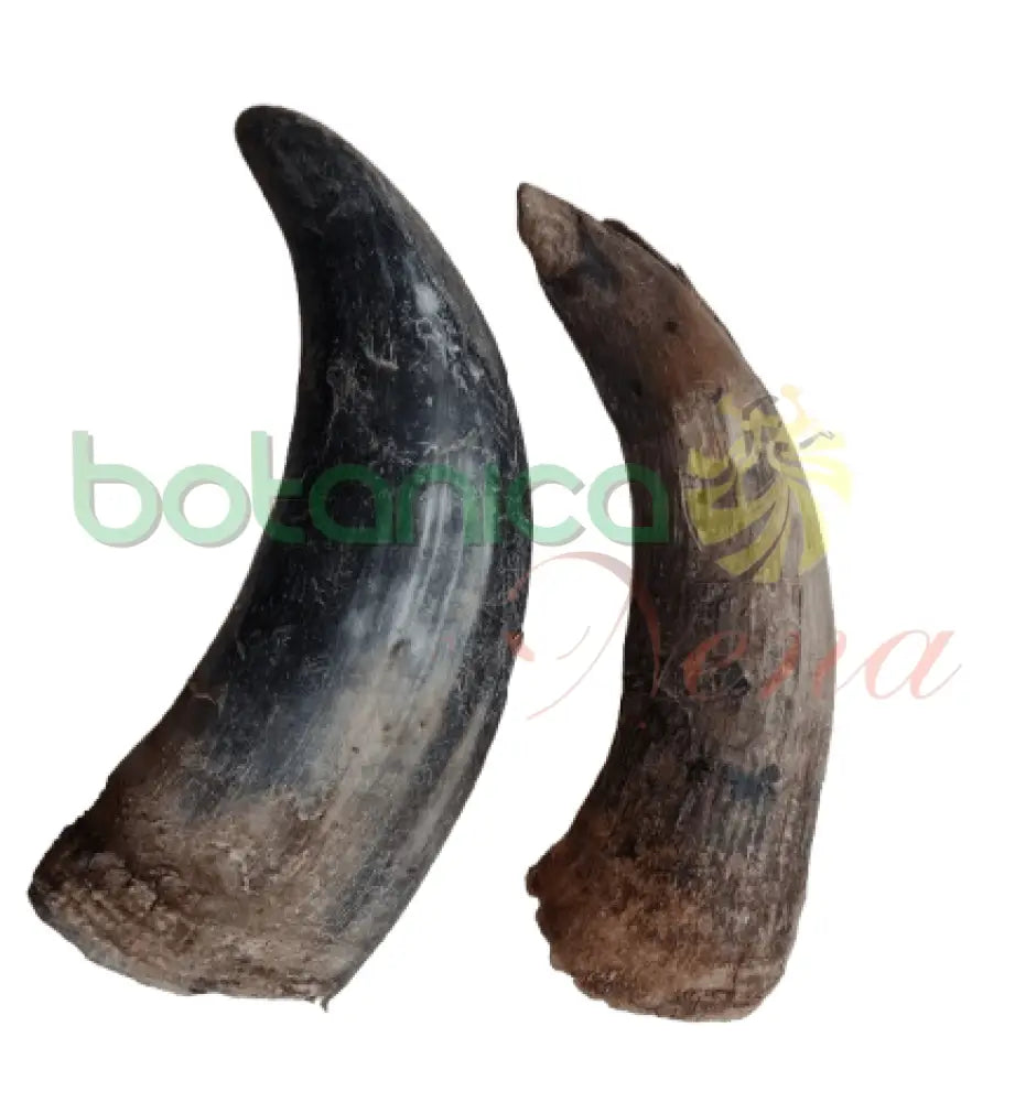 Tarro - Cuerno de Buey sin Pulir 6" a 10" Aproximado - Botanica Nena