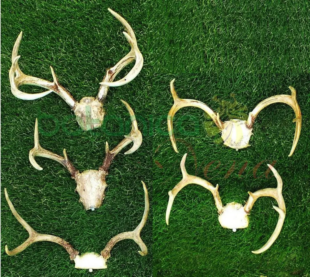 Tarros de Venado con Frontil - Botanica Nena