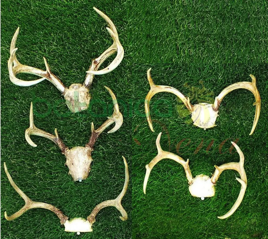 Tarros de Venado con Frontil - Botanica Nena