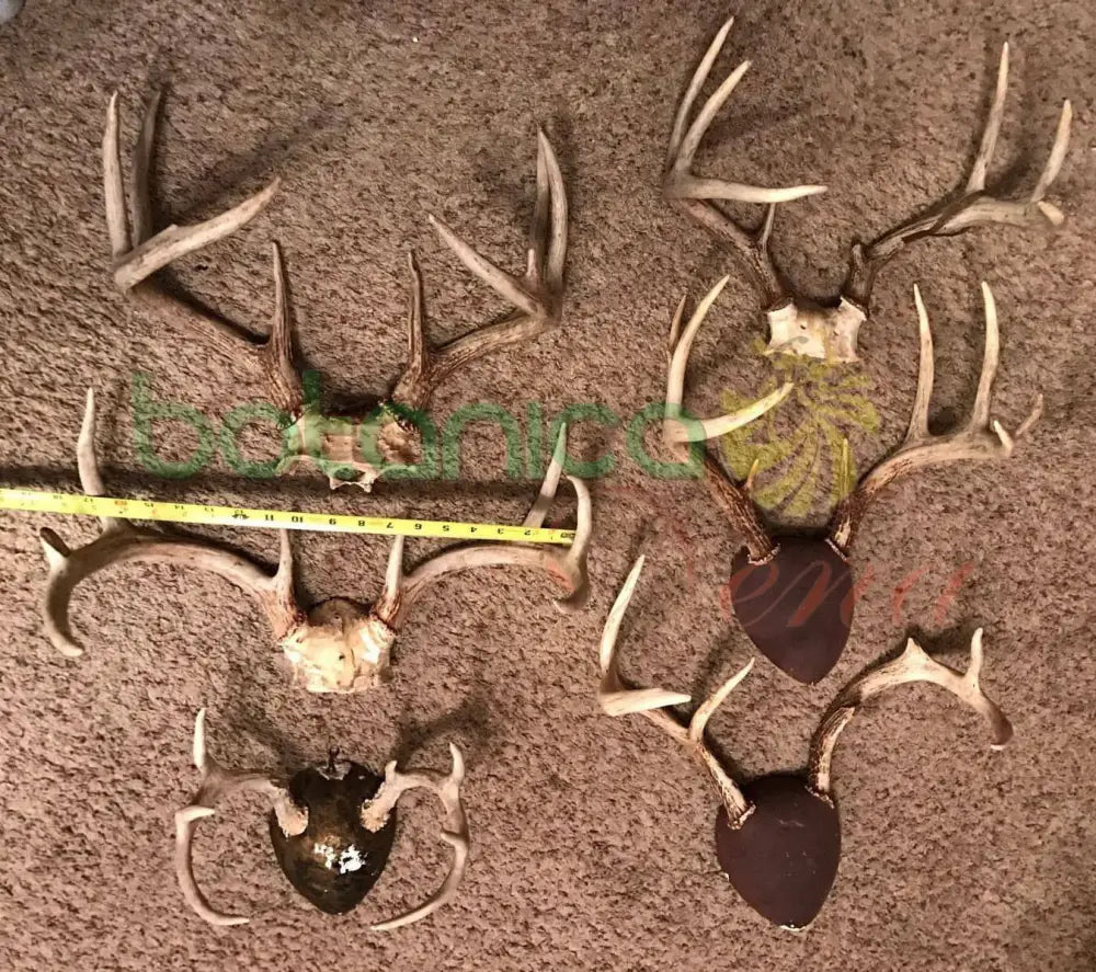 Tarros de Venado con Frontil - Botanica Nena