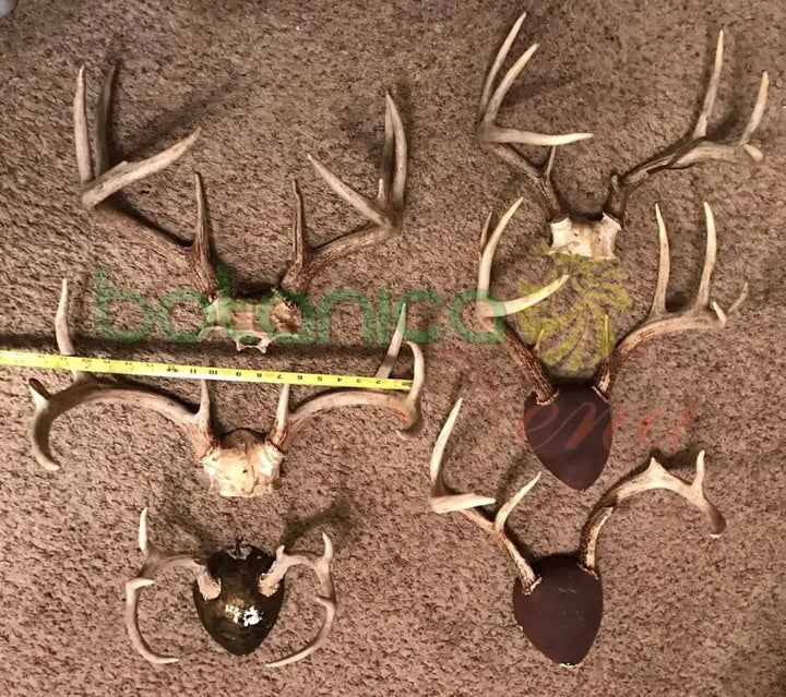 Tarros de Venado con Frontil - Botanica Nena