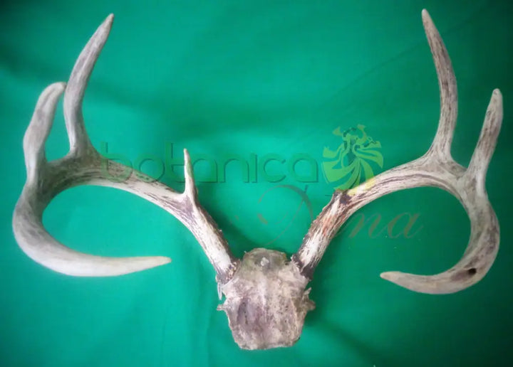 Tarros de Venado con Frontil - Botanica Nena