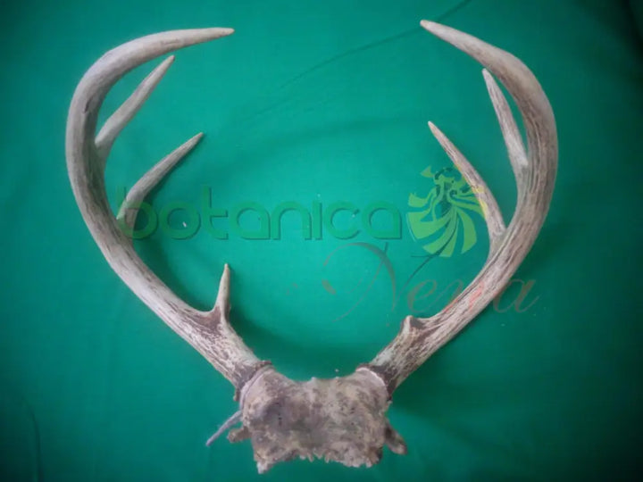 Tarros de Venado con Frontil - Botanica Nena