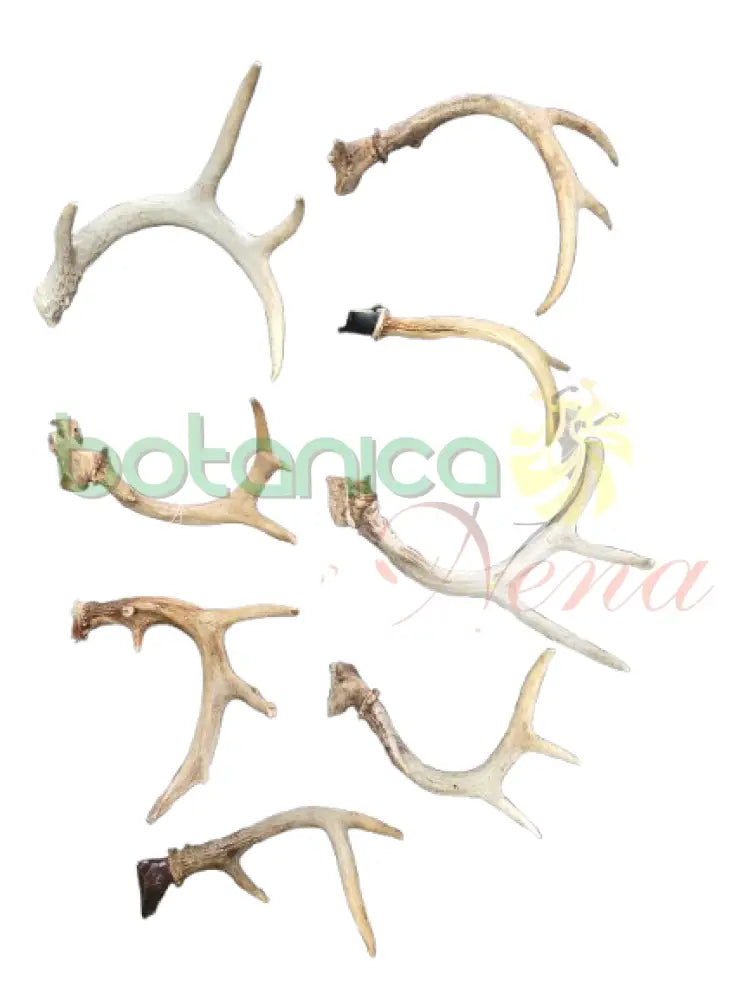 Tarros de Venado sencillo 1 punta