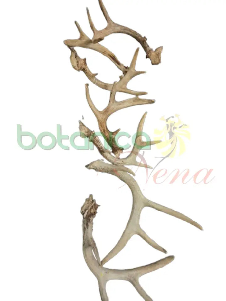 Tarros de Venado sencillo