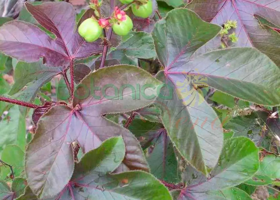 Fresh Tua Tua - Botanica Nena