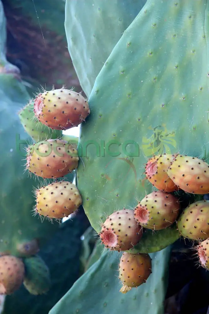 Fresh Prickly Pear Cactus (Tuna) - Botanica Nena