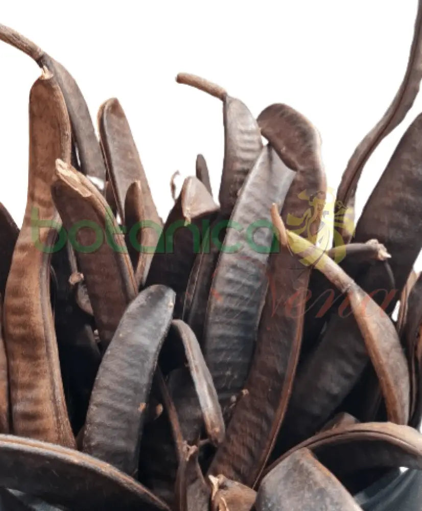 Vaina para Oya - Botanica Nena