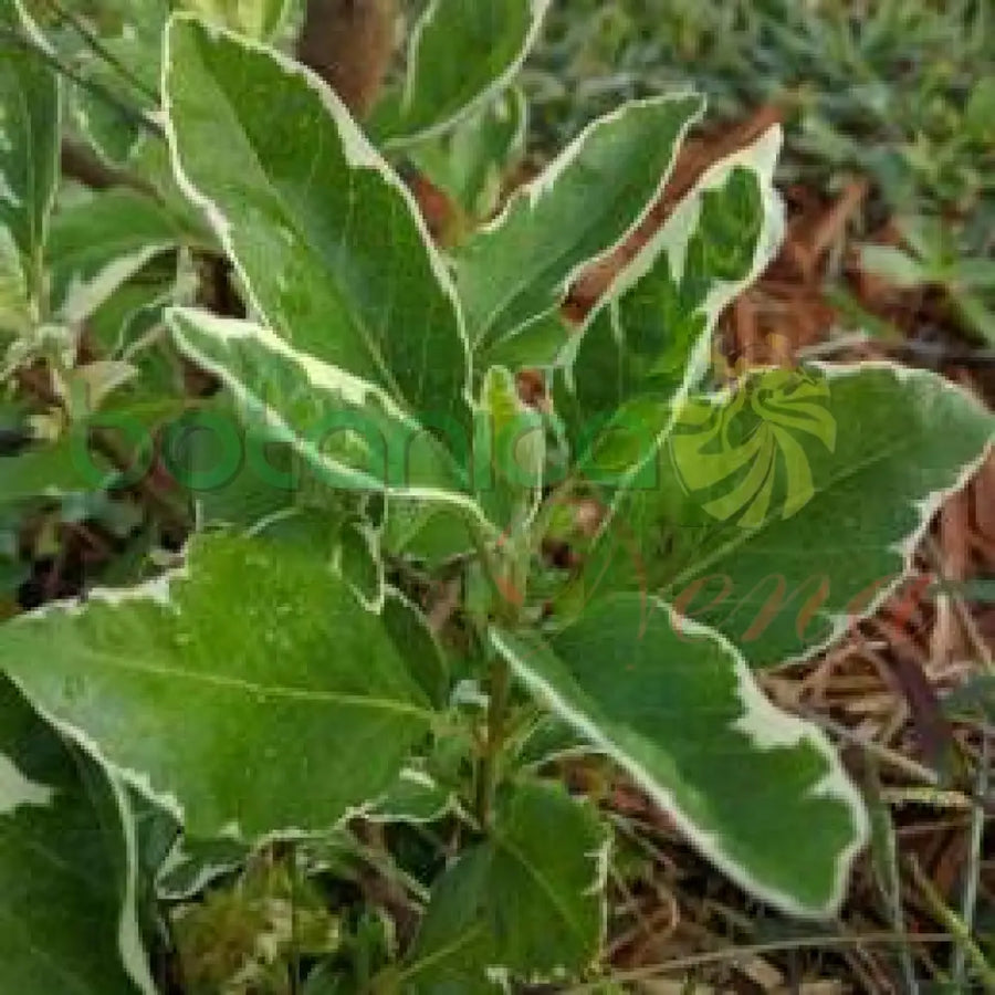 Fresh Win the Battle (Vence Batalla) - Botanica Nena