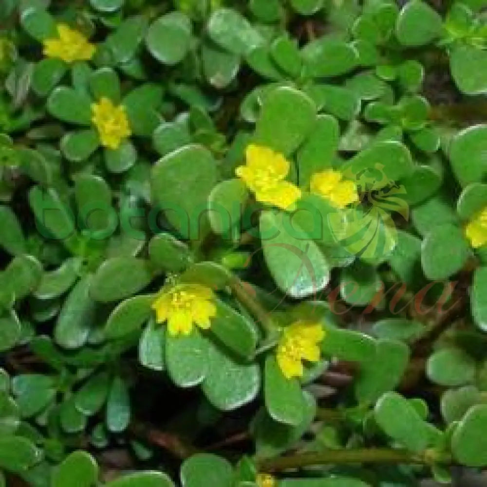 Fresh Purslane (Verdolaga) - Botanica Nena