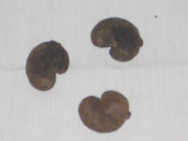 Cashew Seed (1 Piece)