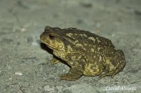 LARGE TOAD