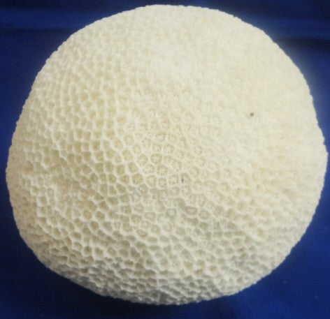 Large Brain Coral 6-7" Diam