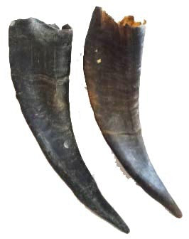 Bull horns - Tarros de buey (pareja) -Ogue 6"-8" L