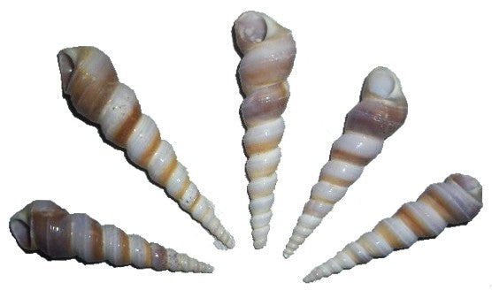 Long Corkscrew Snail