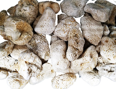 Piedra (1 Pieza) Coral Cerebro para San Lazaro, Nanu, Nana Buruku, Eshu-Afra  Medium
