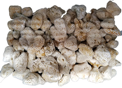 Piedra (1 Pieza) Coral Cerebro para San Lazaro, Nanu, Nana Buruku, Eshu-Afra  Chicas