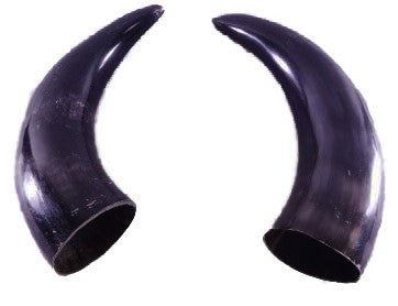 Bull horns - Tarros de buey (pareja) -Ogue 6"-8" L