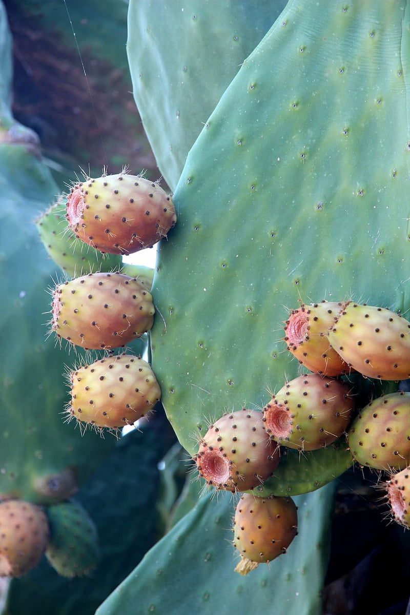 Prickly pear (sown)