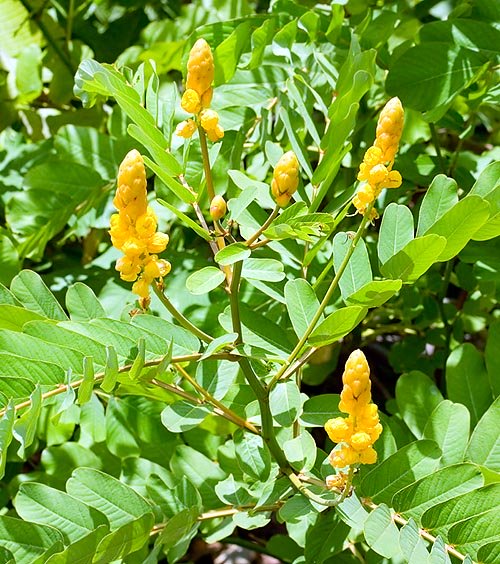 Guacamaya  (herb)